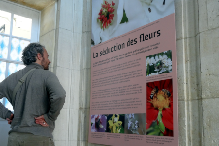 Exposition : Abeilles, une histoire naturelle